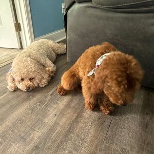 Meet your Posher, Lacoyya